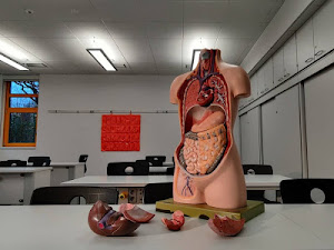 Vocabulario sobre órganos, tejidos y partes del cuerpo humano en Inglés