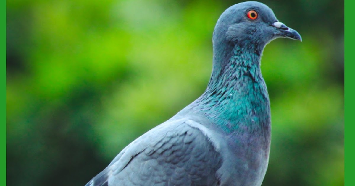 100 Nama Burung Merpati Yang Bagus Dan Artinya TABIR DAKWAH