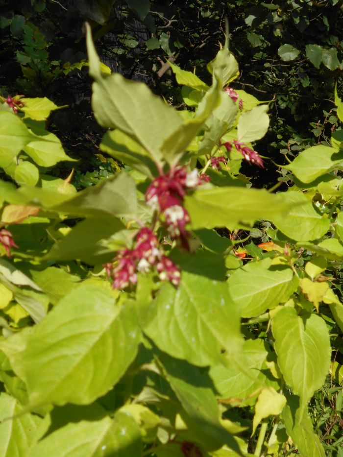 Leycesteria Stock Photos Leycesteria Stock Images Alamy