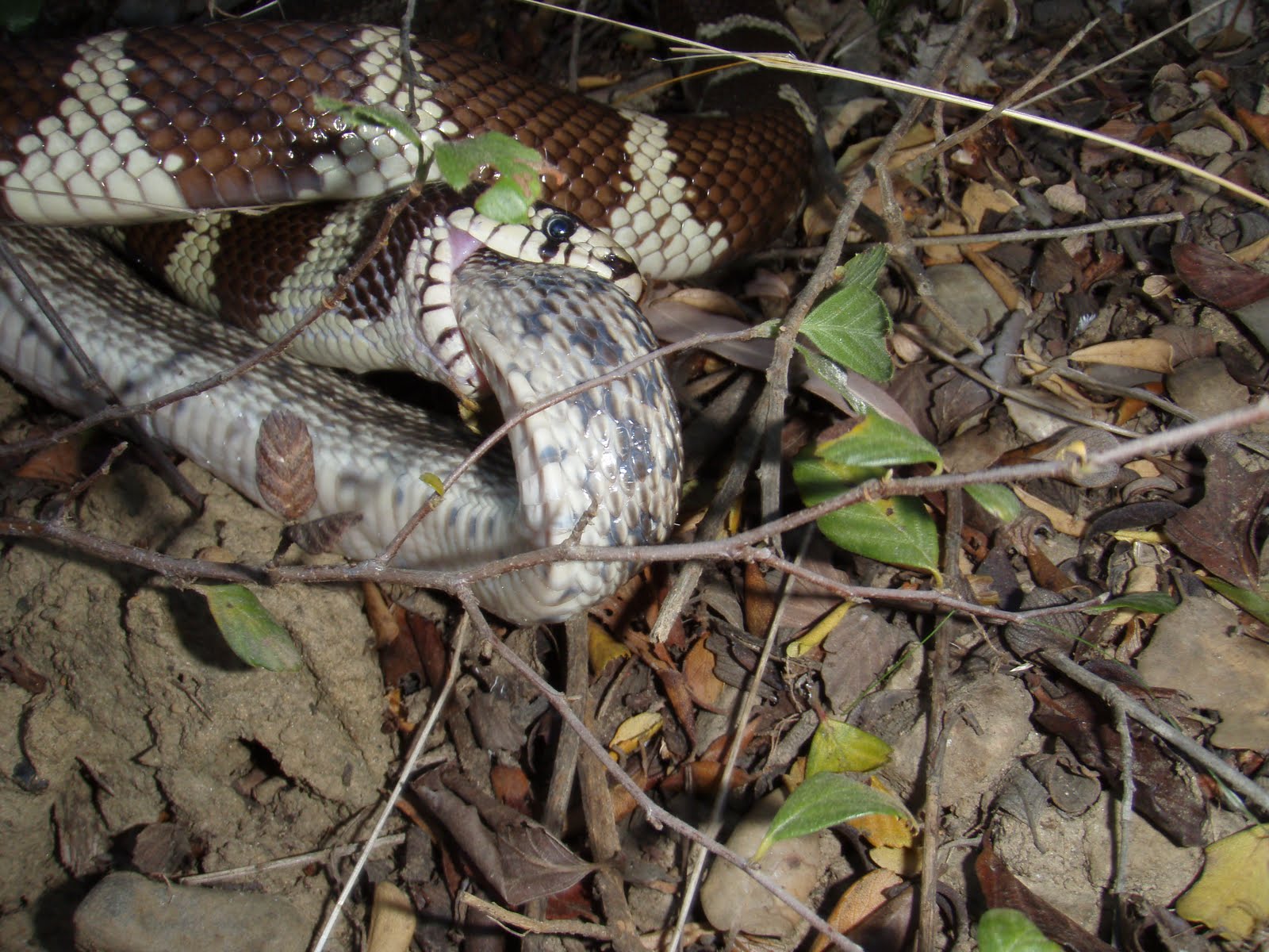 Multi-use Trails Coalition: King Snake vs Gopher Snake- who wins?