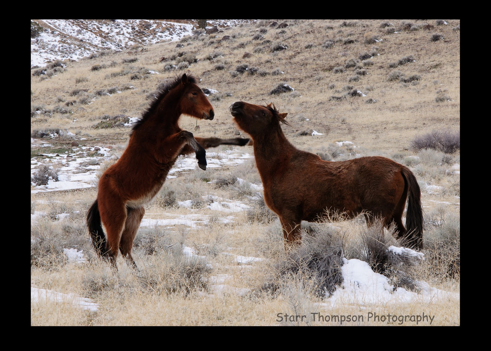 Starr's Photography The Beautiful Wild Horses of Nevada