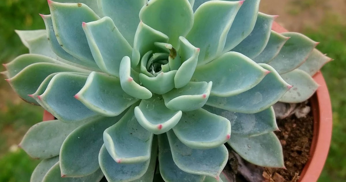 TIERRA SECA .Tienda online. ECHEVERIA "KIROV".Ref.937 ECHE
