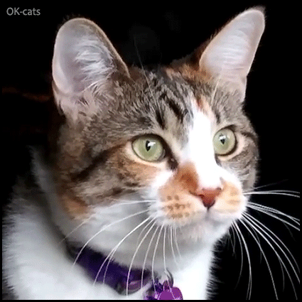 Funny Cat GIF • Funny cat chirping at birds. DO WANT! Gonna catch them sooner or later Funny Cat GIF • Funny cat chirping at birds. DO WANT! Gonna catch them sooner or later