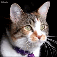 Funny Cat GIF • Funny cat chirping at birds. DO WANT! Gonna catch them sooner or later