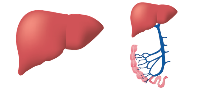 WHAT IS FATTY LIVER? ITS SYMPTOMS AND TREATMENT WHAT IS FATTY LIVER? ITS SYMPTOMS AND TREATMENT