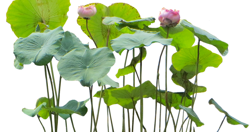 Tropical Plant Pictures: Nelumbo nucifera (sacred Lotus)