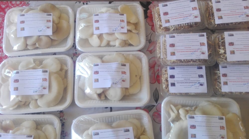 Mushroom farming in Kenya Step by step guide on how to grow Oyster