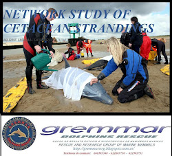 NETWORK STUDY OF CETACEAN STRANDINGS