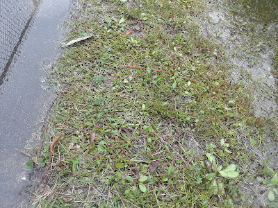 rain water on the sidewalk