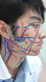 WizDent: Trigeminal nerve and venous drainage of face