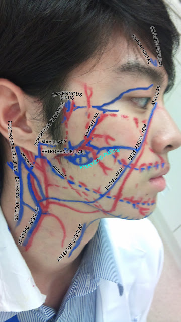 WizDent: Trigeminal nerve and venous drainage of face