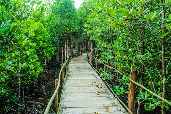 Manajemen Sekolah Lembar Kerja Peserta Didik Persebarang Hutan Mangrove Dan Terumbuh Karang Di Indonesia