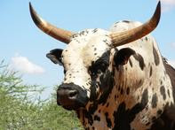 Nguni Cattle Advantages, Disadvantages, Facts, Weight,  Milk, Origin