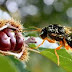 Περιφ.Ηπείρου:Πρόγραμμα καταπολέμησης   της σφήκας της καστανιάς