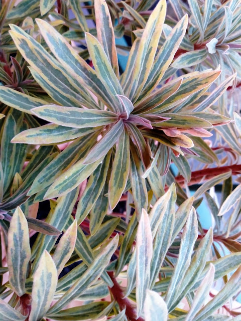 Euphorbia x martinii "Ascot Rainbow".