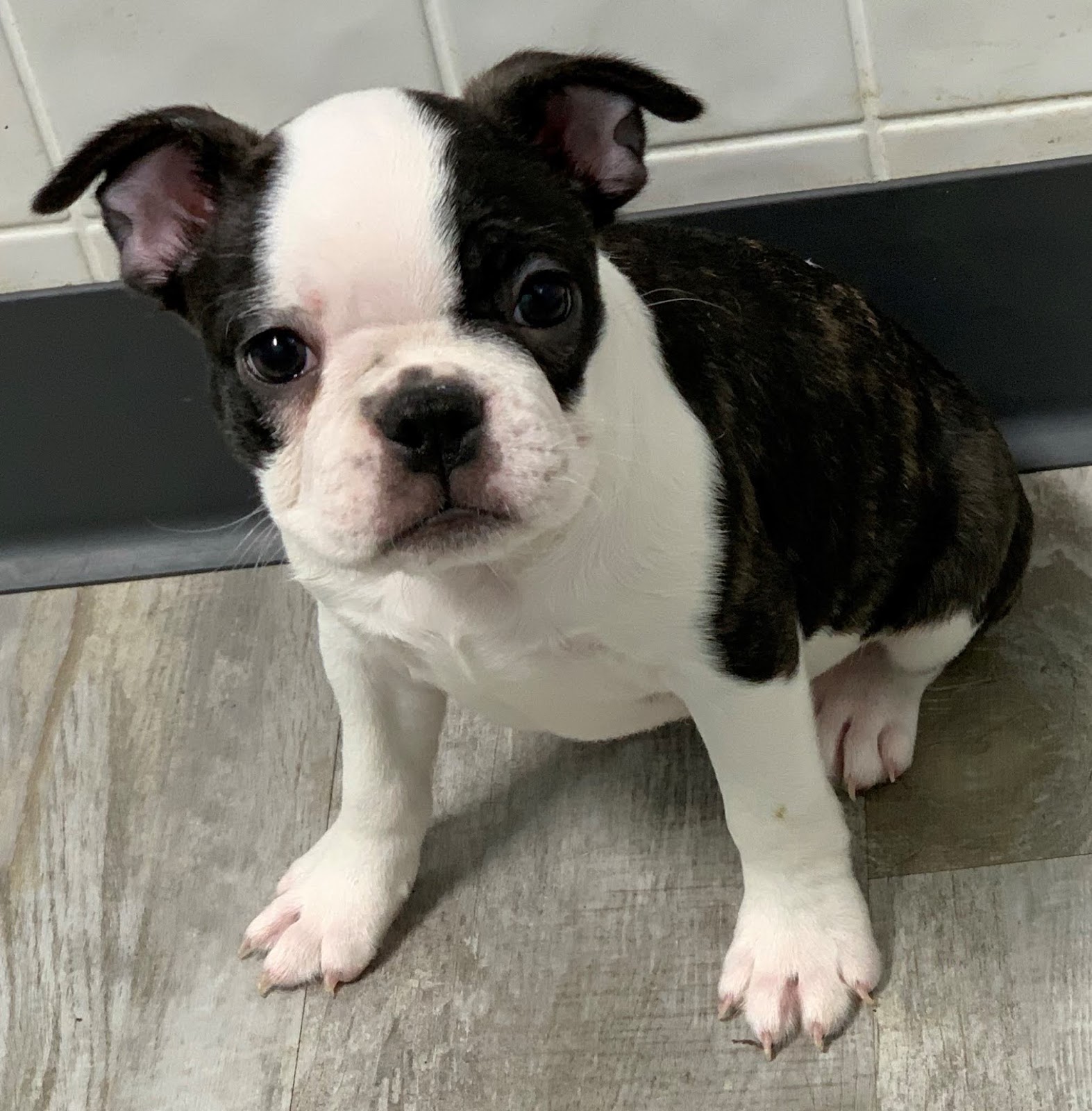 B & C Kennels French Bulldogs & Frenchtons