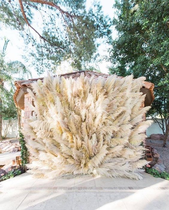Now Trending Pampas Grass