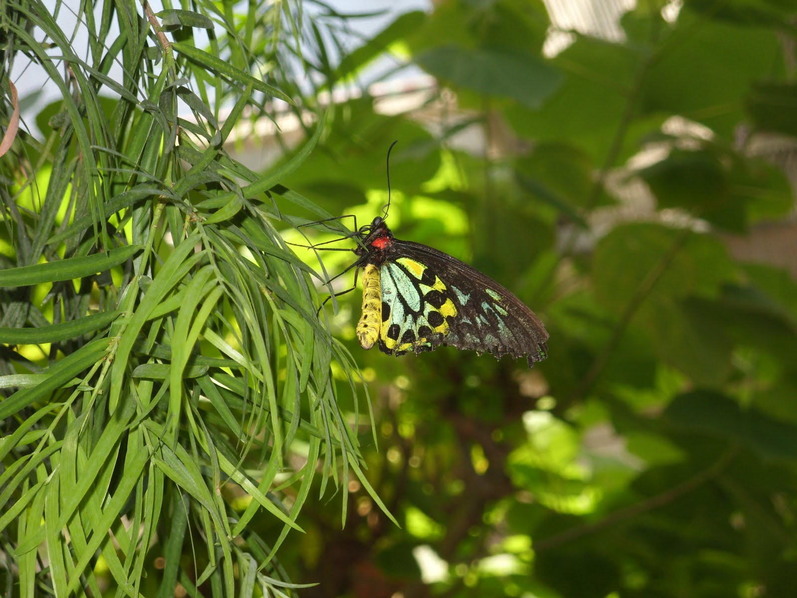 Colorado Adventures... the Butterfly Pavilion