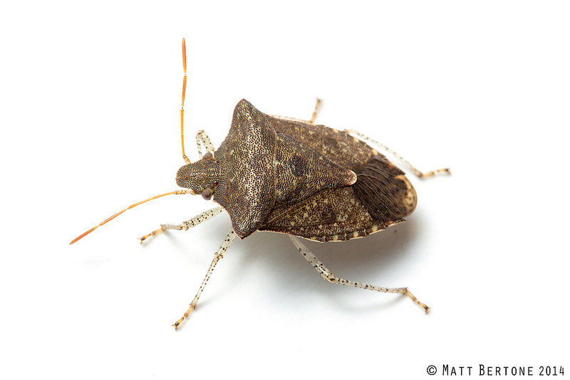 NCSU PDIC Kissing Bugs and Chagas Disease in NC