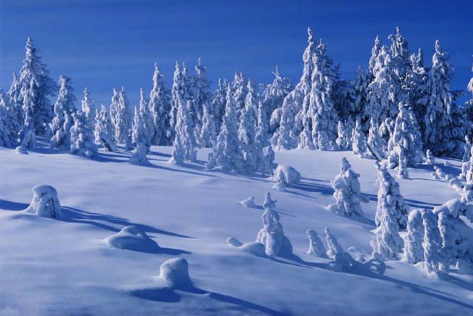 Трудно заметить залегшего в снегу. Снег на земле. Зимний лес под снежным покрывалом. Зимняя пора. Снежная земля.