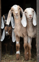 goat picture   himalayan goat breeding farm nepal