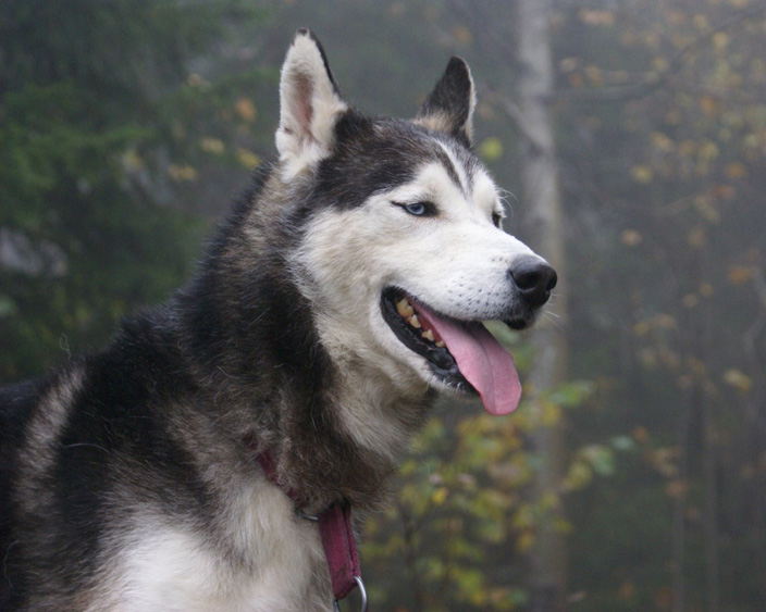 Siberian Husky Dog Training And Caring | Dog Training