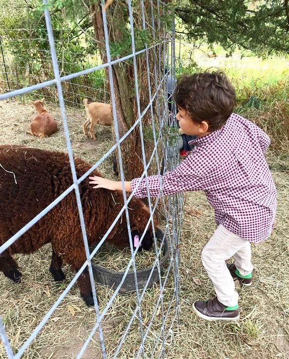 A Harmonious Combination Pumpkin Picking At Castle Hill Farm.