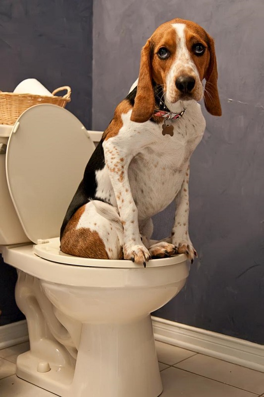 5 Home Remedies to Stop Dog Diarrhea - Doglopedix