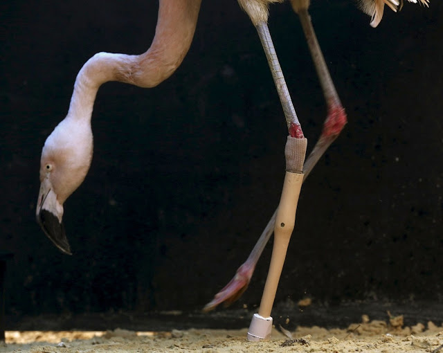Фламинго с протезом в бразильском зоопарке