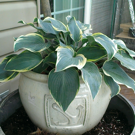 Blog.Sunset Hosta Best Care for Hostas in Pots