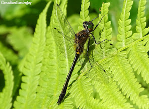 Dragonfly Beauty