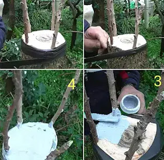 طريقة تطعيم شجرة الفستق
