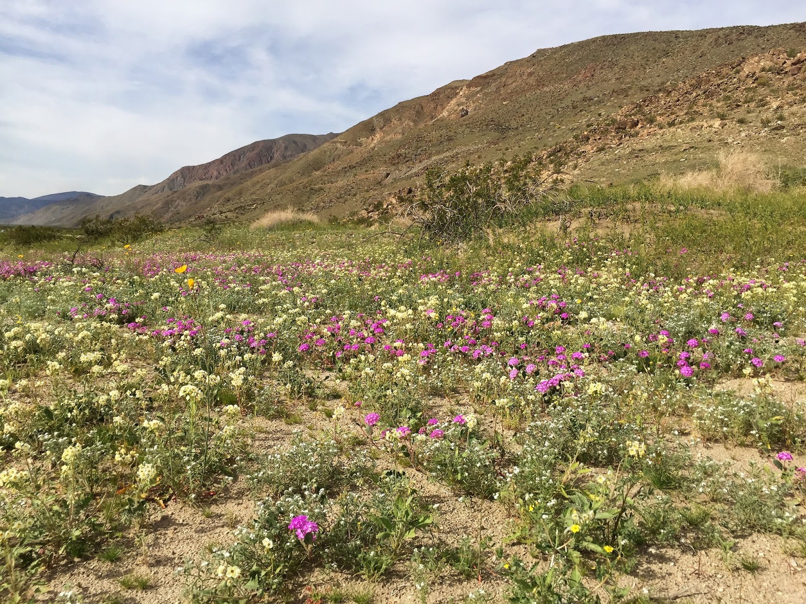 Life is a Highway Amazing Wildflowers in AnzaBorrego Desert State Park