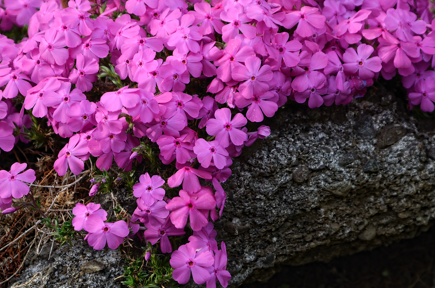 Hata3 s Photo Haiku Flowers Of Moss Pink Shiba Sakura 