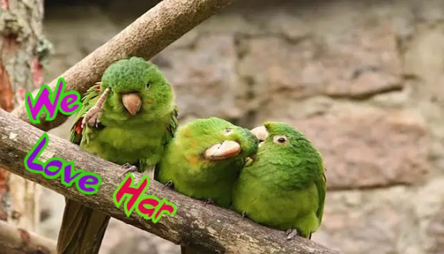 Beautiful Love Birds Images Free Download Beautiful Love Birds Images Free Download