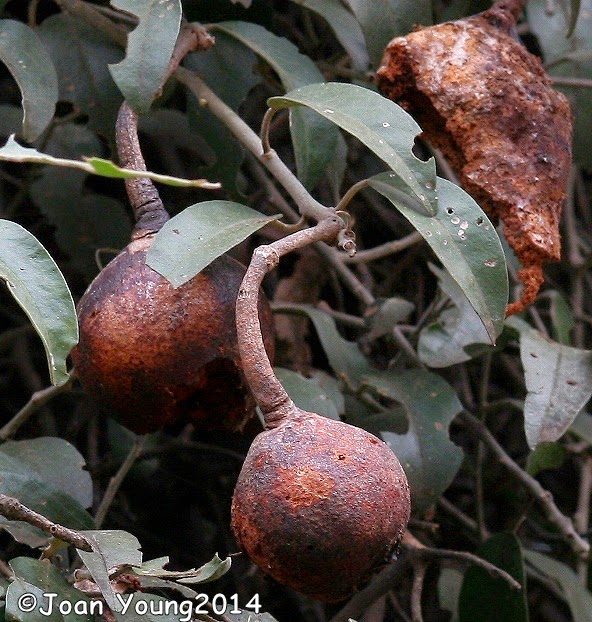 Natures World of Wonder Wooly Caper Bush (Capparis tomentosa)