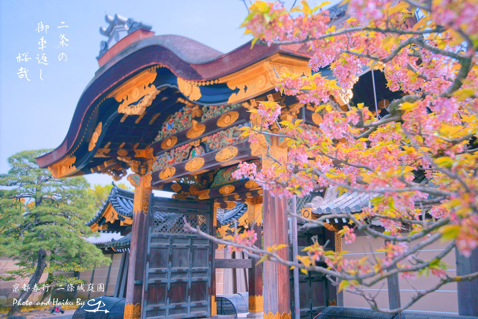 我之所攝 心之所見 滌癒人心 意味深遠 請跟隨我進入這攝影與詩歌交織成的視界 並帶回滿滿的感動 京都春行華夢浮春鄉桜色の二条城と夜桜吹雪ライト アップ桜 世界初の夜桜吹雪 Spring Travel In Japan With Cherry Blossoms In Nijo Castle And Petals Falling