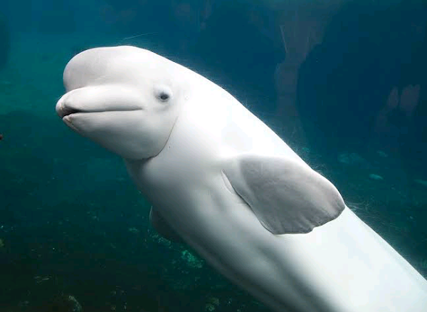 White dolphin spotted swimming with pod off California |interesting news| White dolphin spotted swimming with pod off California |interesting news|