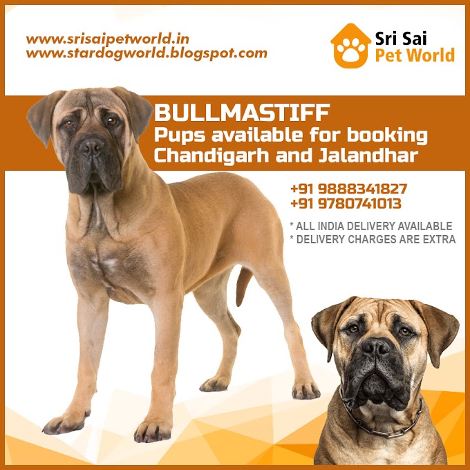 Buy Bullmastiff puppies in India