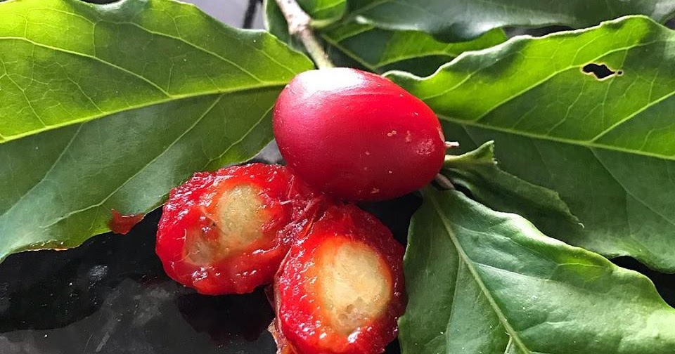 Sulcata Grove: Fruit Trees
