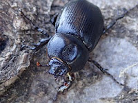 Eophileurus chinensis chinensis