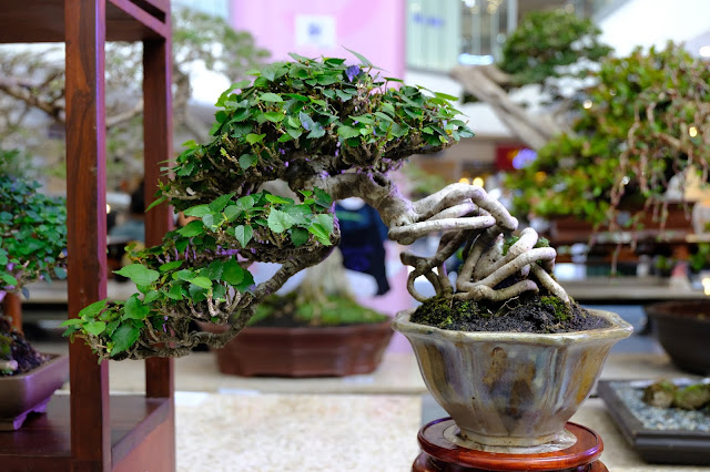 hibiscus taiwan bonsai