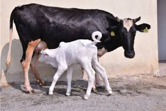 Rashtriya Gokul Mission Rashtriya+Gokul+Mission