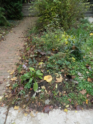 The Annex Front Garden Fall Clean up before by Paul Jung Gardening Services The Annex Front Garden Fall Clean up before by Paul Jung Gardening Services