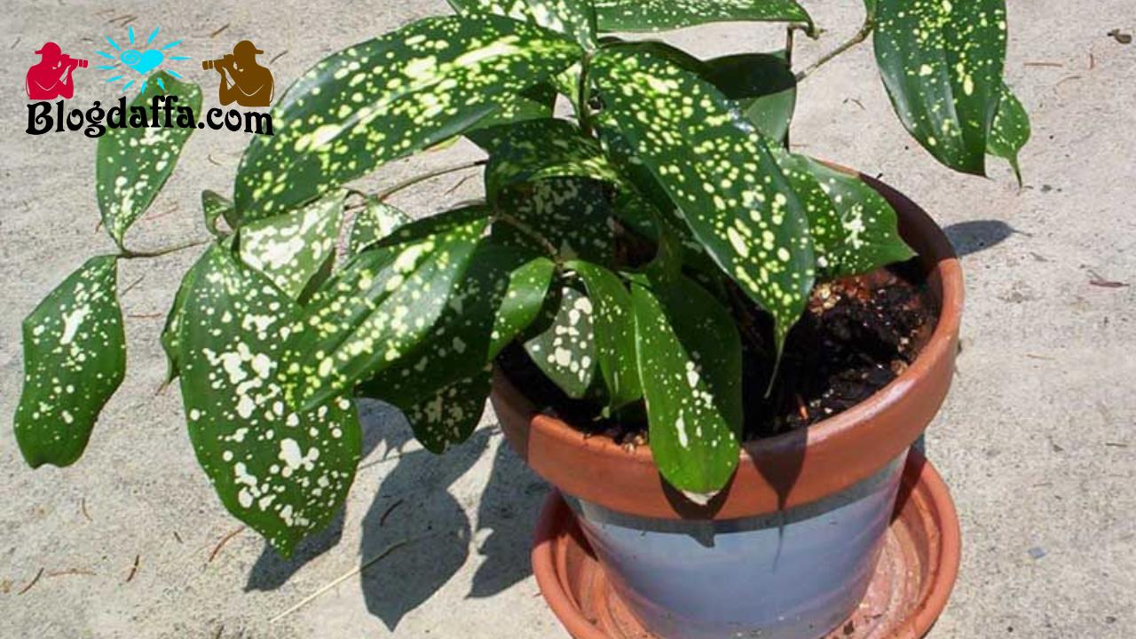 surculosa gold dust dracaena surculosa gold dust