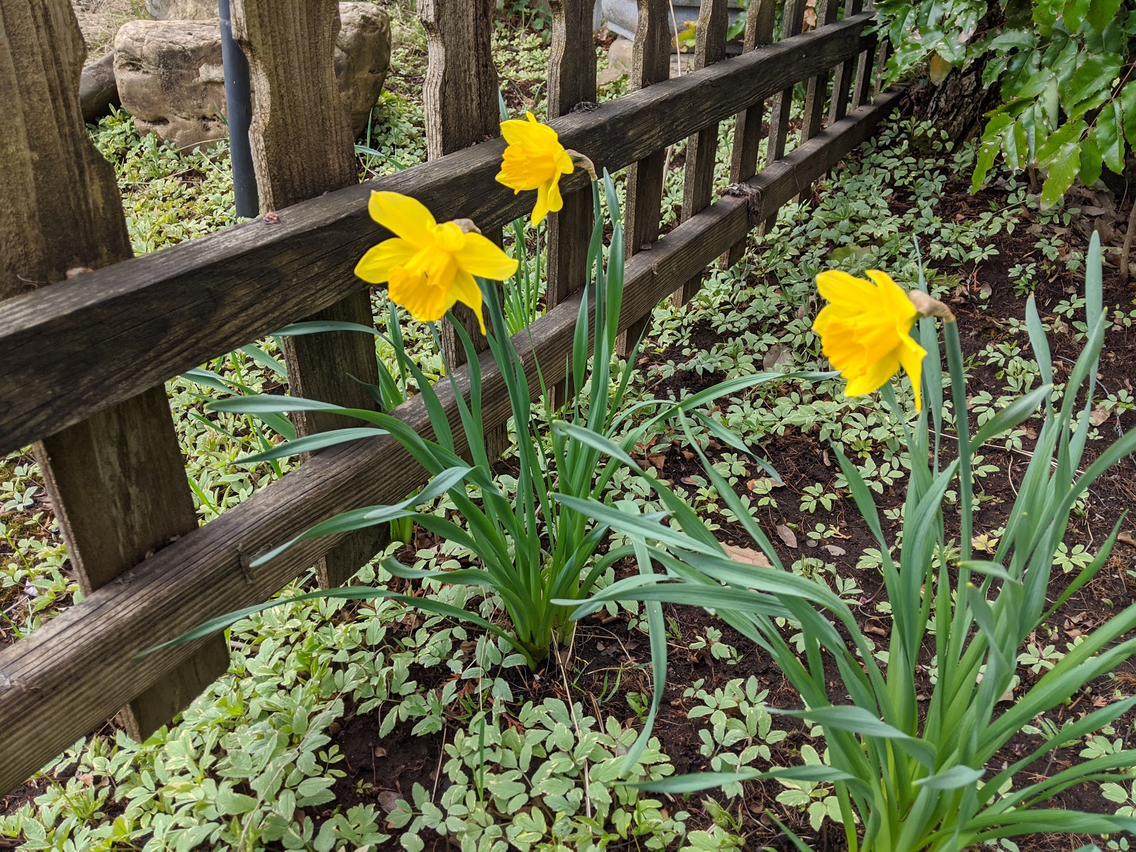 How Did The Daffodils Outdo The Waves Silver Valley Stories: Gathering Graces 4/21/2020 My Heart Dances With