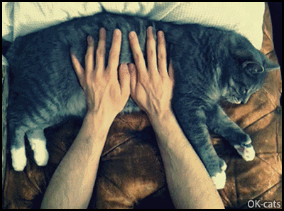 Art Cat GIF • Cinemagraph • Purring keyboard for cat lover. Kitty stays still whatever Zzzz...Zzzz...