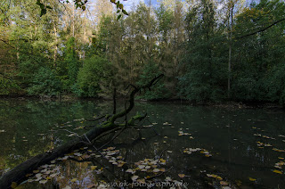Naturfotografie Uentroper Wald