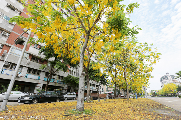 台中南區|2019興大路綠園道阿勃勒|黃金阿勃勒大道|散步賞黃金雨 台中南區|2019興大路綠園道阿勃勒|黃金阿勃勒大道|散步賞黃金雨