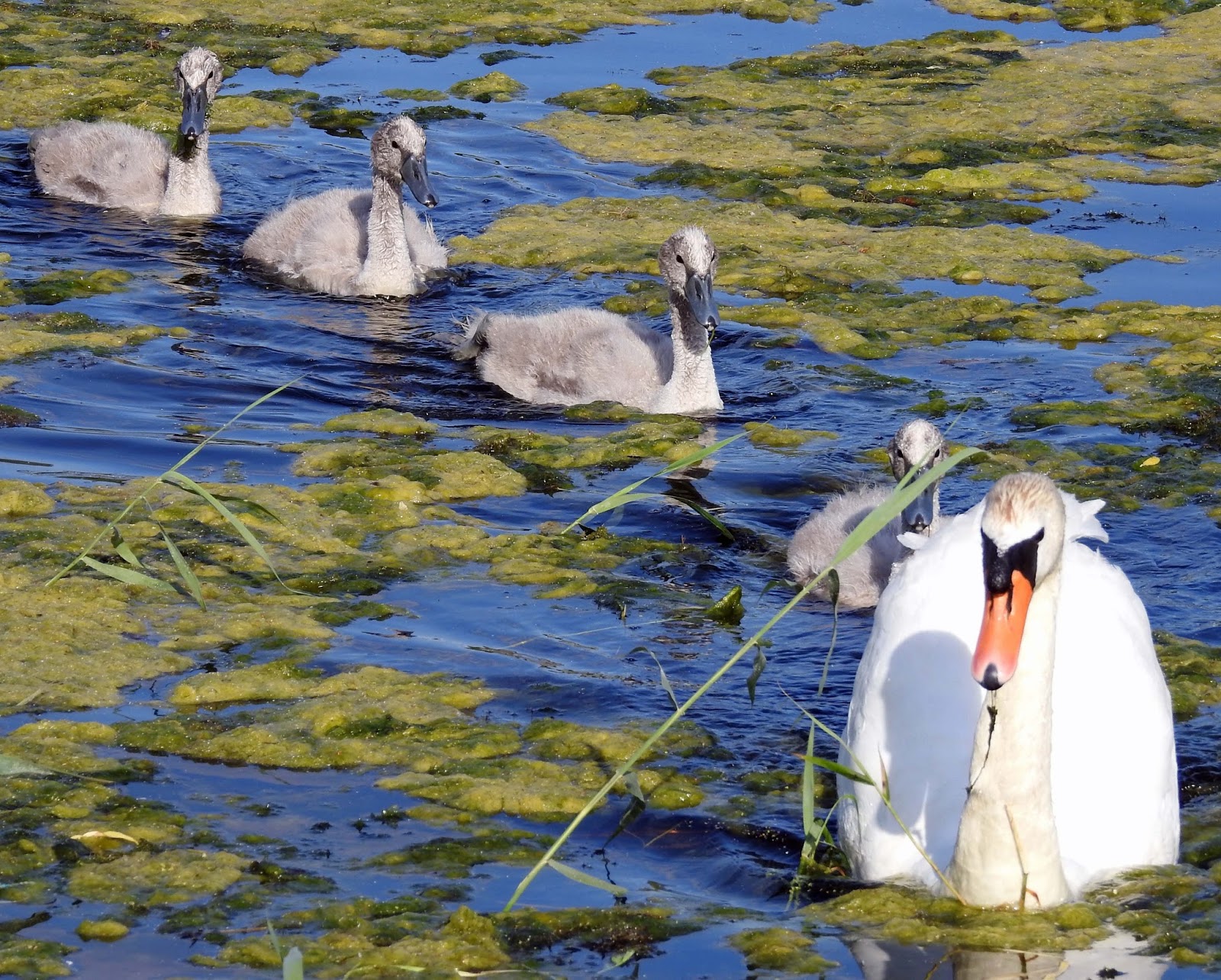 Wwa Jeziorki up close